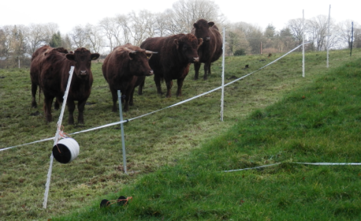 Early stages of Holistic Planned Grazing with Dexter cattle awaiting their daily move at Haye Farm, Worcestershire. Photo: Stuart Norgrove.