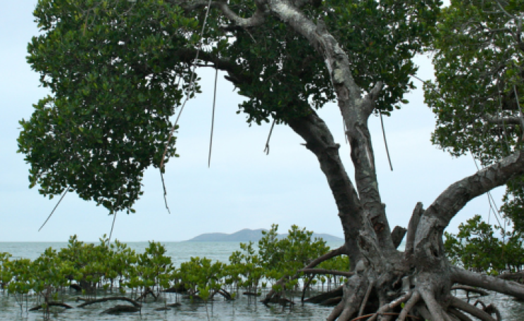Mangrove. Photo: Vincent Chaigneau via Flickr.com.