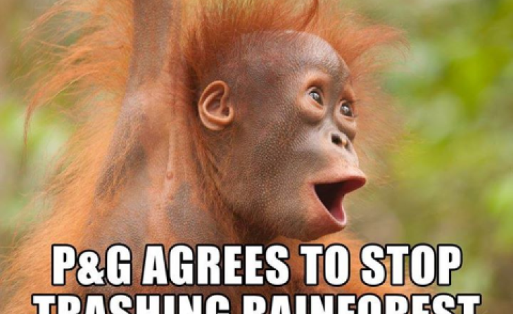 P&G commits to deforestation-free palm oil.