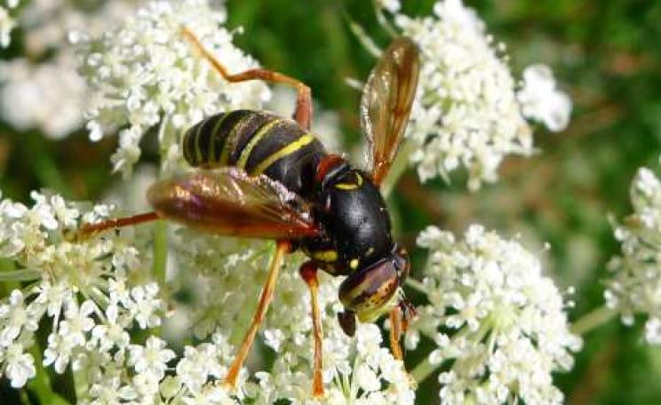 Spilomyia diophthalma - a wasp mimic hover fly - on the island. Photo: Fredrick Sjöberg.