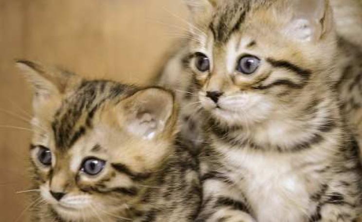 Well-being is far too important to be set aside in the 'nice fluffy things' category. Photo: Alison Curtis via Flickr.com.