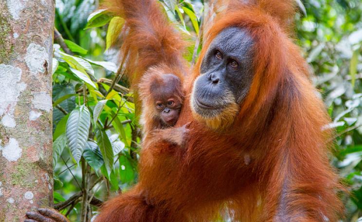 Orangutans - mother and child - in the Indonesian rainforest. Photo: Paul Williams via Flickr.com.