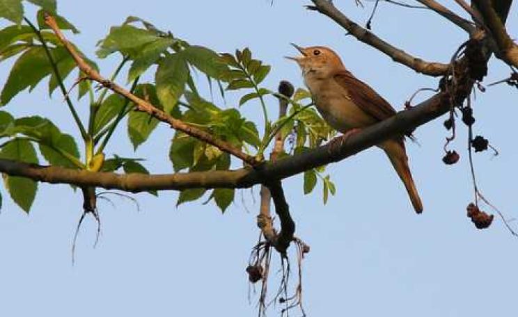 Common nightingale (luscinia megarhynchos). Photo: gynti_46 via Flickr.com.