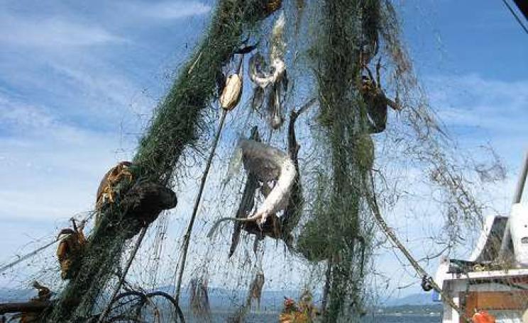 From derelict fishing gear to carpet. Photo: USFWS Puget Sound Coastal Program / Joan Drinkwin via Flickr.