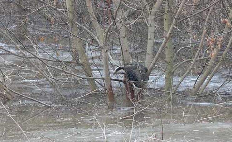 A badger struggles to avoid drowning in the flooded river Saale, 2011. Photo: Margrit via Flickr.com.