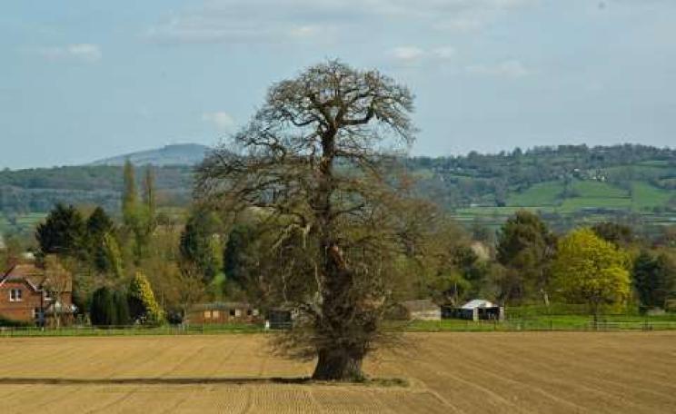 If Europe's farms, like this one near Ludlow, England, provide benefits to wildlife, it's no thanks to the EU's agriculture policies. Photo: Robert Davies via Flickr.