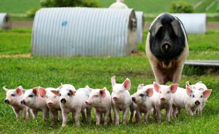 Organic outdoor pigs raised at Eastbrook Farm in Wiltshire. Photo: helenbrowningsorganic.co.uk/