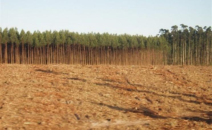 As far as REDD is concerned, this eucalyptus plantation in South Africa is as good as - or even better than - a natural forest of native species. Photo: Chris Lang via Flickr.