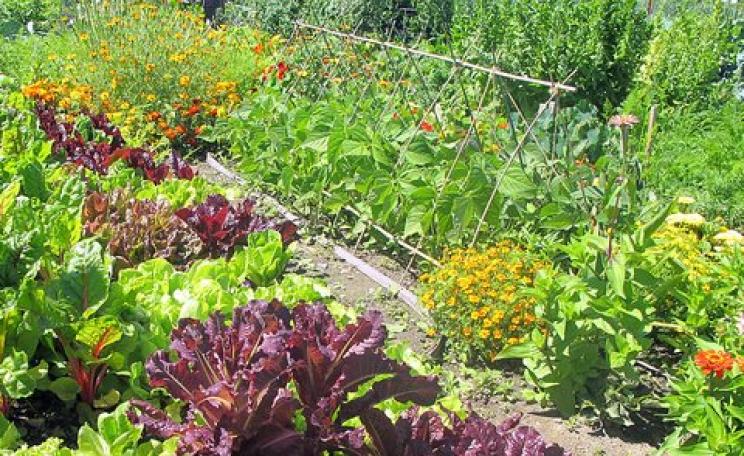 Letting the seeds grow free on a vegetable garden in BC, Canada. Photo: Christopher Porter via Flickr.
