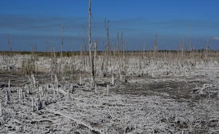 Who drank all the water? Dried out 'swamp' just NE of the Everglades National Park, Miami County, Florida. Photo: A Duarte via Flickr.