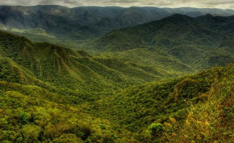 'Mata Atlântica' in Brazil's Serra da Gandarela national park. But there are few large forest areas like this one remaining. Mostly the Atlantic forest habitat is fragmented by farms, roads and towns. Photo: Frederico Pereira via Flickr.