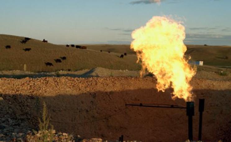 Flaring the Bakken shale with cows, North Dakota. Photo: Sarah Christianson / Earthworks via Flickr.