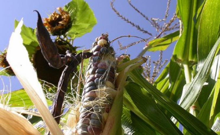 Agroecology in action: common bean, maize, and sunflower in UBC Milpa. Photo: J Hart via Flickr.