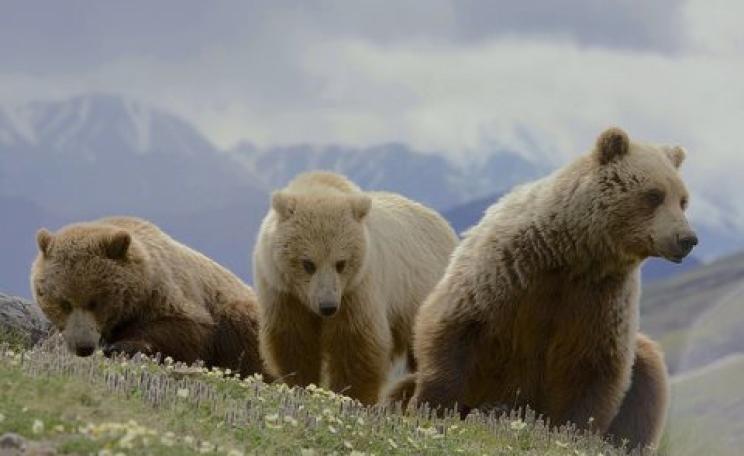 Rewilding - how far do we want to go? A Grizzly Bear (Ursus arctos ssp.) mother with two two-year old cubs in Denali National Park. Photo: Gregory 'Greg' Smith via Flickr.