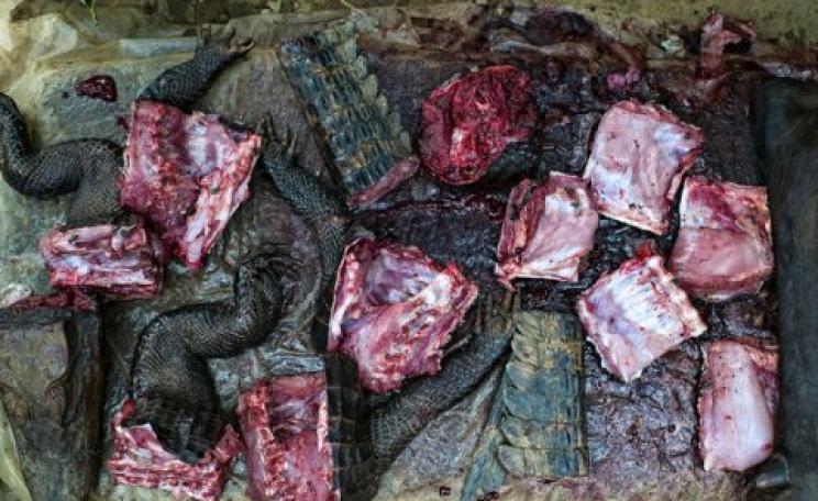 What’s for dinner? Crocodile and antelope. CIFOR, CC BY-NC-ND.