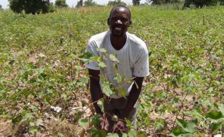 Moussa Konate cultivating his fields. Photo: Fernando Naves Sousa.