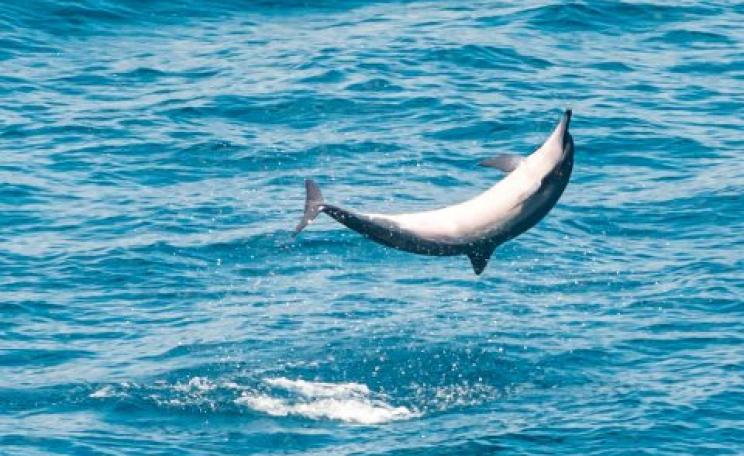 A Bottlenose Dolphin does a backflip off of Kilauea Point, Hawaii. Photo: Byron Chin via Flickr.