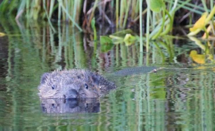 Eurasian Beaver Castor fiber in a Swedish lake. Photo: Tim Ellis via Flickr.