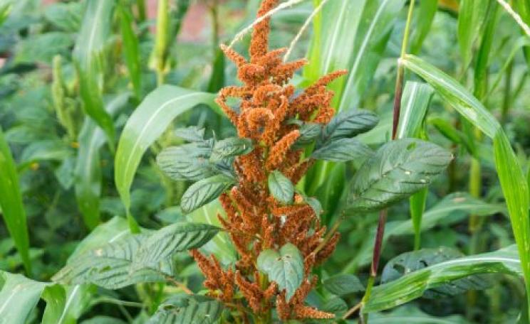 Amaranth amongst the the corn plants. It is traditional in Oaxaca, to grow crops in the same field. This is called the ‘milpa system'. Photo: Anna Bruce.