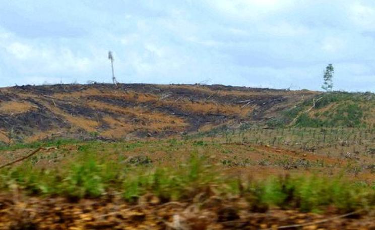 An enormous plantation cut from the Liberian rainforest. Photo: Chulius Caesar via Flickr.