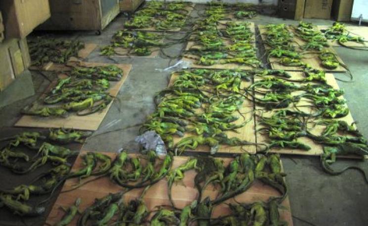 Over 50% of an iguana shipment found dead. Photo: PETA.