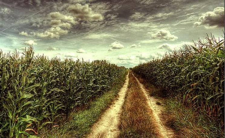 In the future, European corn fields like this on in Poland could be GMO. But at least the EU can no longer force its member states to allow GMOs to be planted. Photo: Maciek via Flickr.