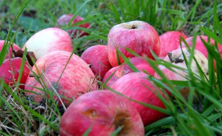 Organic apples from the tree. Photo: Veronica Olivotto via Flickr.