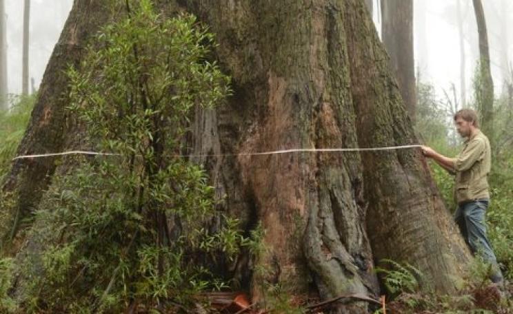Gnarled old trees with hollows are a vital habitat for marsupials. Photo: David Blair, Author provided.