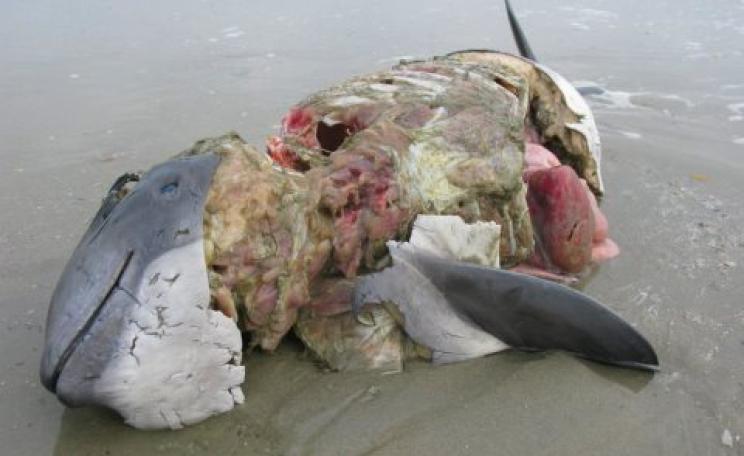Murder most foul - a porpoise carcass bearing cruel bite marks. Photo: Johan Krol.