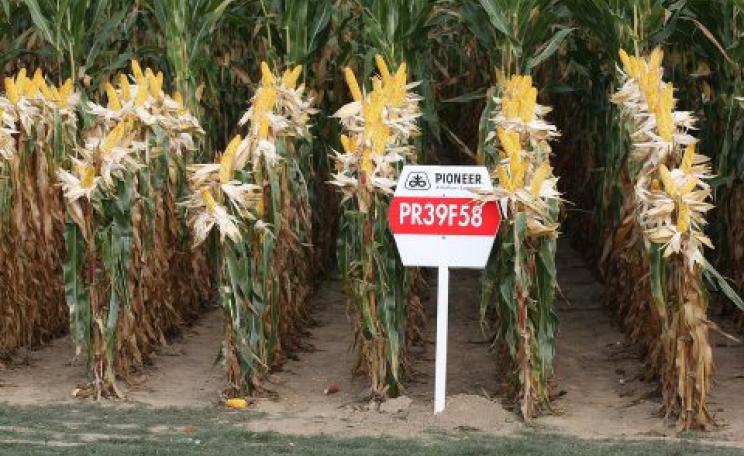Pioneer's PR39F58 maize at Werktuigendagen, Belgium 2009. Photo: Bdk via Wikimedia Commons (CC BY-NC-ND 2.0).