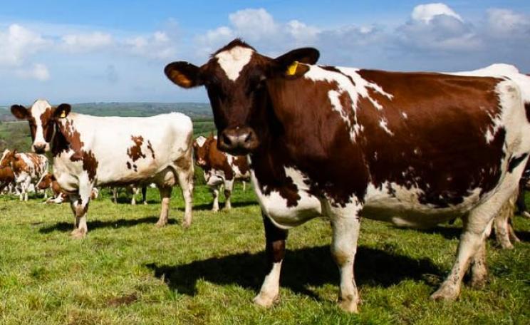 Grass-fed British cows - to keep them in our fields, we must pay dairy farmers a fair price for their milk. Photo: Steph French.