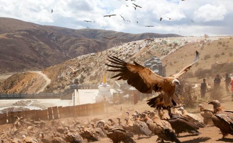Vultures pay their respects at a sky burial in Sichuan province, China. Photo: Lycopodium L (CC BY-NC-SA).