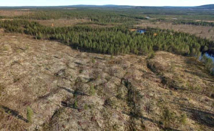A clear-cut in Norrbotten Country, northern Sweden © Frédéric Forsmark.