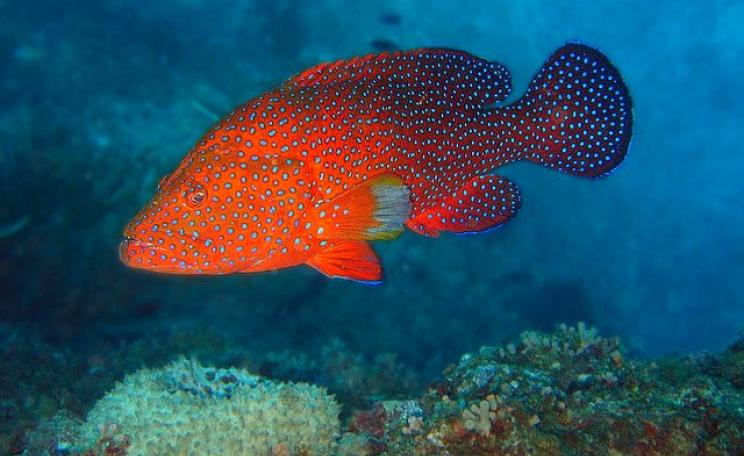 A Coral Cod (Cephalopholis miniata) at Lighthouse Bommie, Ribbon Reef #10, Great Barrier Reef. Photo: Richard Ling via Flickr (CC BY-NC-ND 2.0).