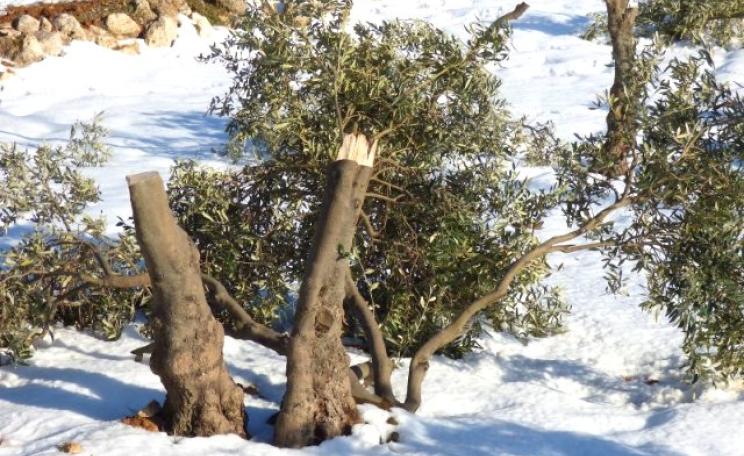 Olive tree cut by Israeli settlers from illegal settlements in the South Hebron Hills. Photo: Operation Dove.