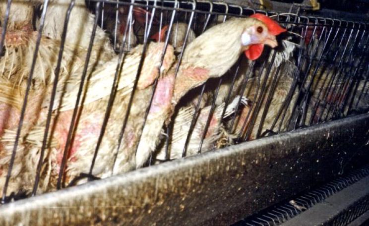 Conditions in US factory farms are even worse than those in the EU. Now will MEPs vote to make the higher of EU and US standards apply under TTIP? Or the lower? Photo: Farm Sanctuary via Flickr (CC BY-NC-ND).