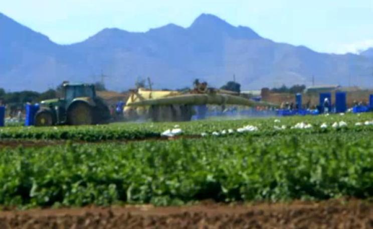 Workers caught in pesticide drift as they work in the fields. Photo: Ecologist Film Unit / Channel 4 News.