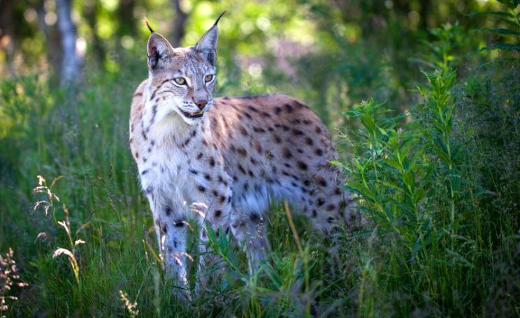 A female Eurasian Lynx (Lynx Lynx Lynx) in her summer coat in a Norwegian forest near Liaset, Buskerud Fylke. Photo: Tom Bech via Flickr (CC BY).