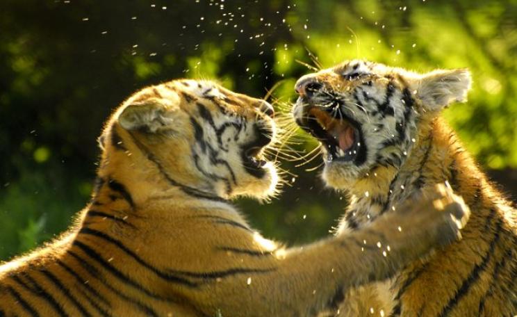 Young Bengal Tigers at play. Photo: Martin Heigan via Flickr (CC BY-NC-ND).