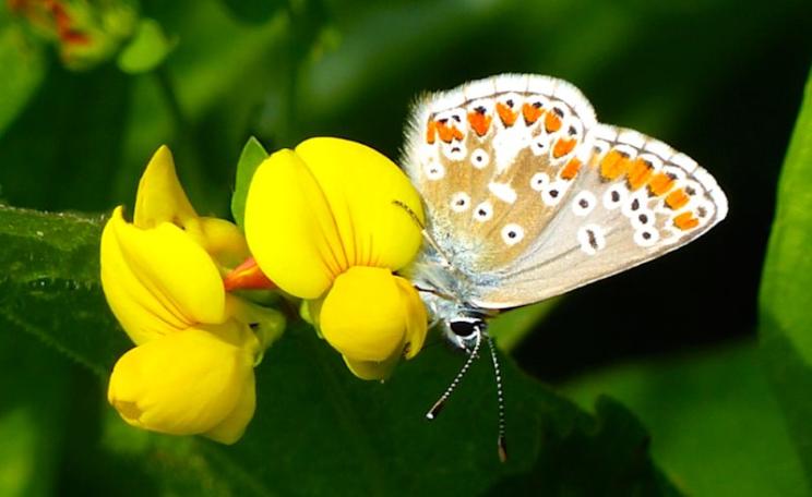 Female Common Blue butterfly supping nectar on Birdsfoot Trefoil. Photo: © 2015 Jo Cartmell.