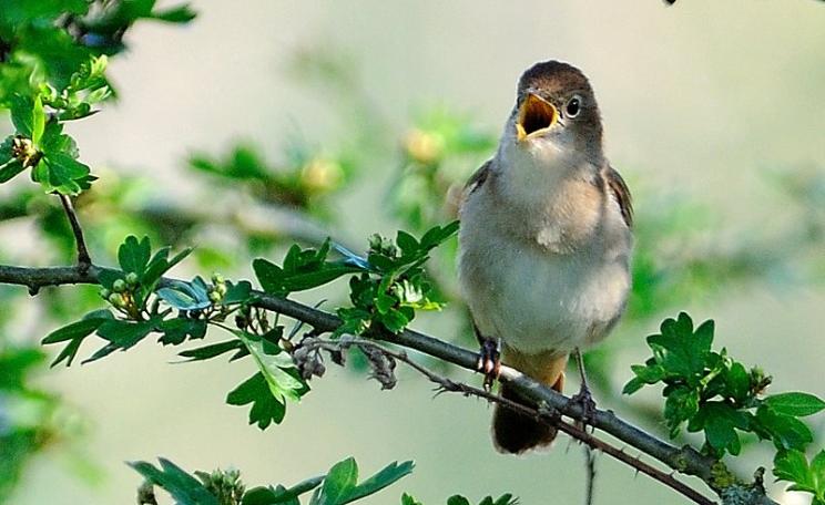 Nightingale in full song, perched in a hawthorn bush. Photo: Kev Chapman via Flickr (CC BY).