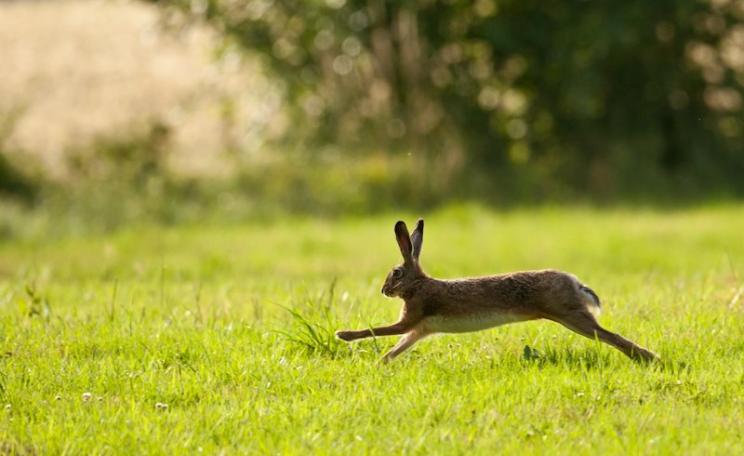 Hares beware - a early action of the new Conservative government is expected to be a repeal of the Hunting with Dogs Act, opening the way to hare-coursing in the English countryside. Photo: oneshotonepic via Flickr (CC BY-NC-SA).