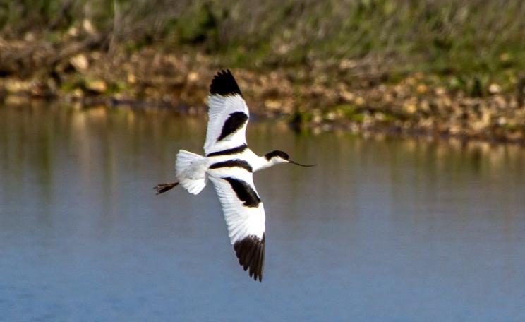 Avocet (Recurvirostra avosetta) at RSPB Medmerry, West Sussex England. Photo: BiteYourBum.Com Photography via Flickr (CC BY-ND).
