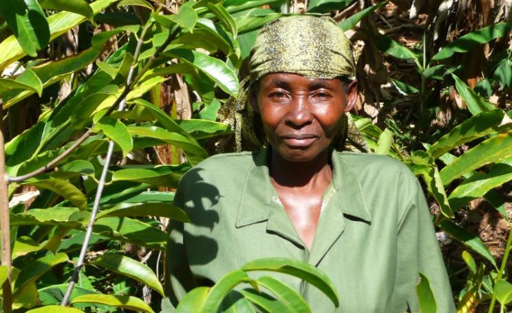 Allanblackia trees and a woman participating in the Novella project which aims to increase the incomes of hundreds of thousands of African farmers. Photo: Charlie Pye-Smith / World Agroforestry Centre via Flickr (CC BY-NC-SA).