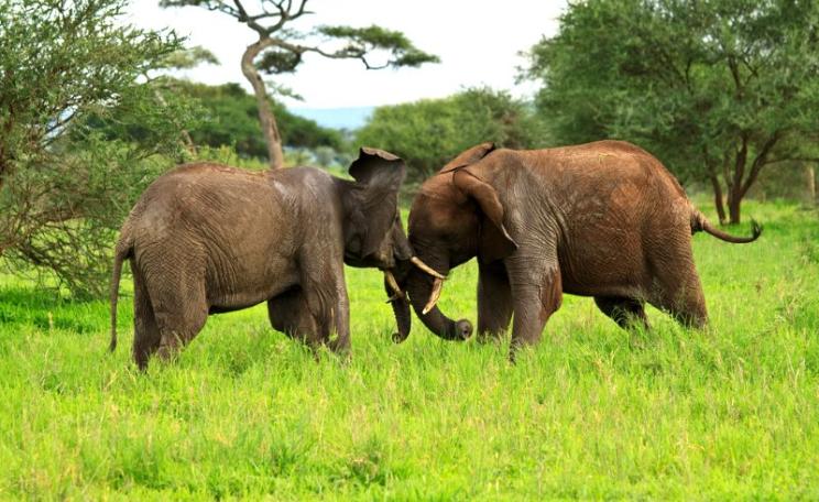 Almost one in every two of Tanzania's elephants has been lost in the last five years - but the government is more concerned to conceal the truth, than to tackle the crisis, Photo: Sakke Wiik via Flickr (CC BY-NC-ND).
