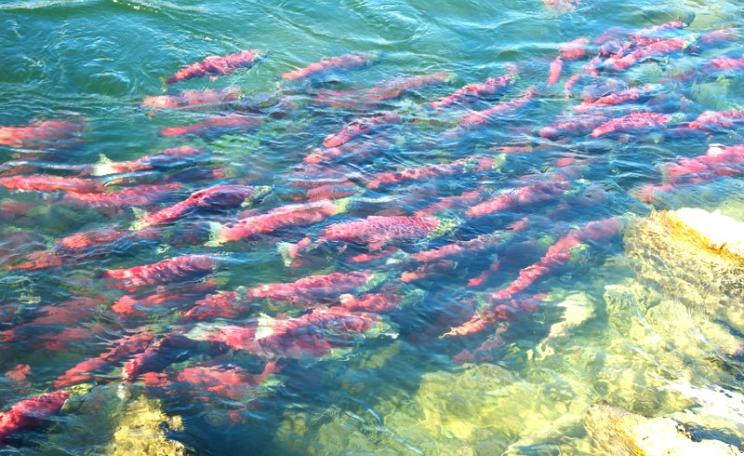 Salmon run on the Adam's River, BC. Photo: John Biehler via Flickr (CC BY-NC-SA).