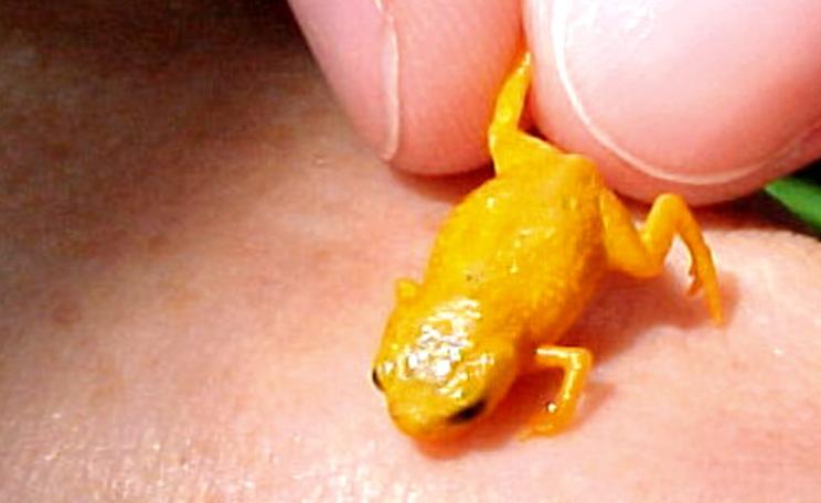 Dwarfed by a human hand. Photo: Marcio Pie (CC BY-NC-SA).