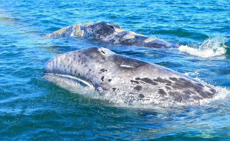 Gray whales in the San Ignacio Lagoon, Baja California Sur, Mexico, near the proposed site of a 225,000-acre undersea phosphate mine that could release radioactive uranium and thorium into the marine environment. Photo: ryan harvey via Flickr (CC BY-SA).