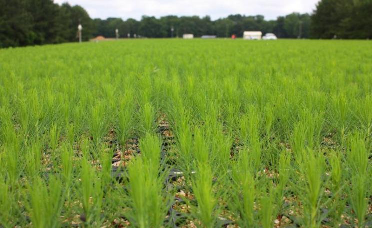 A nursery of loblolly pine – approx. 500,000 in view, all waiting to be dispatched and planted (c. 1,000 acres). Photo: Drax Group.