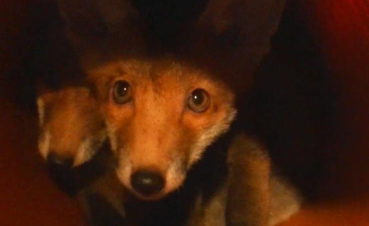 Captive foxes held in a 'fox farm' barn as discovered by investigators. Photo: League Against Cruel Sports.